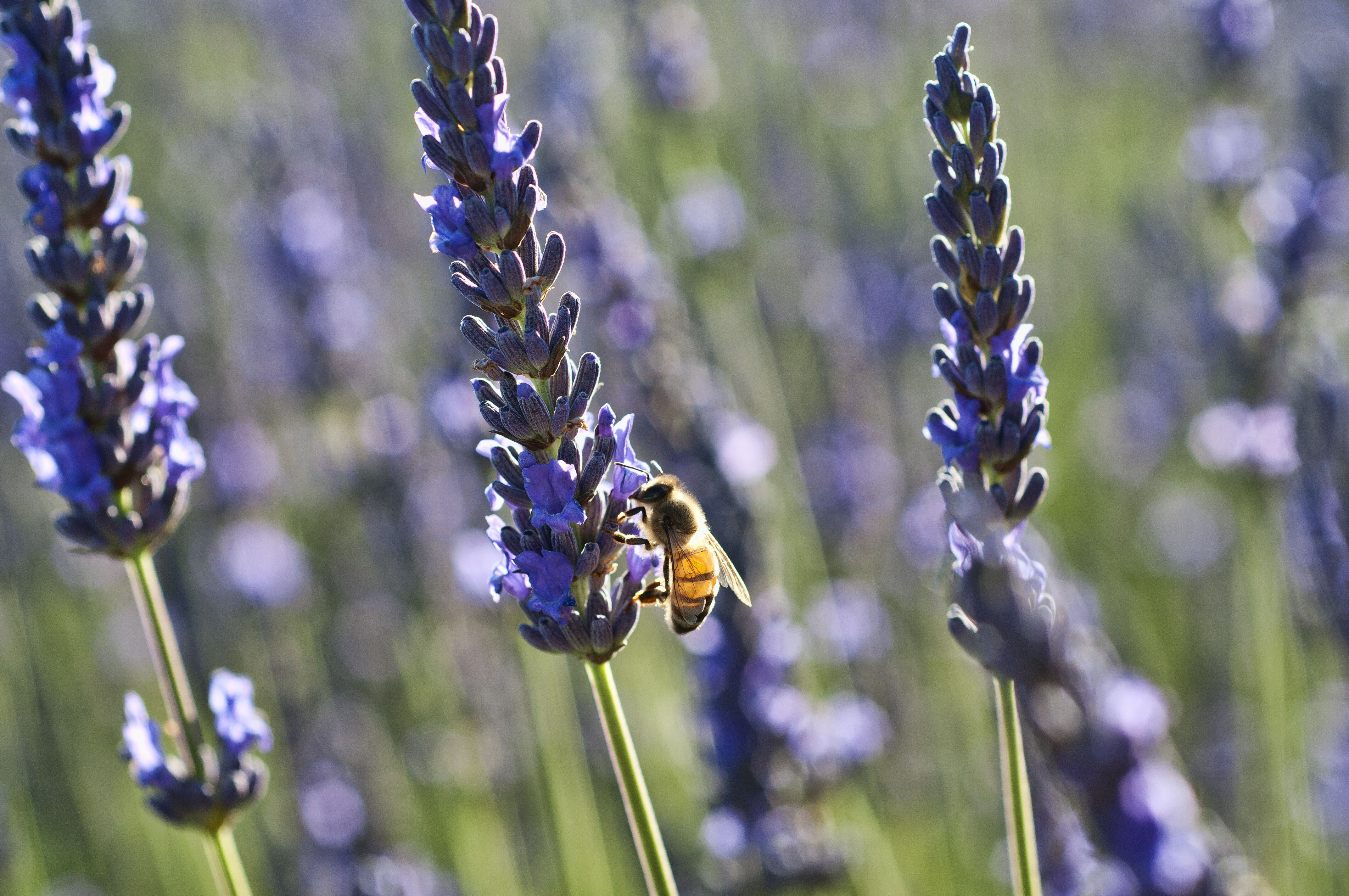 A close up of lavender with a bee on the stem.